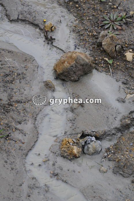 Transport de particules argileuses par les eaux du ruissellemet (falaise des Vaches noires, Calvados) - gryphea.org